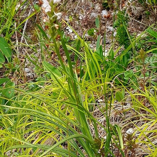 Gymnadenia odoratissima Elinympäristö