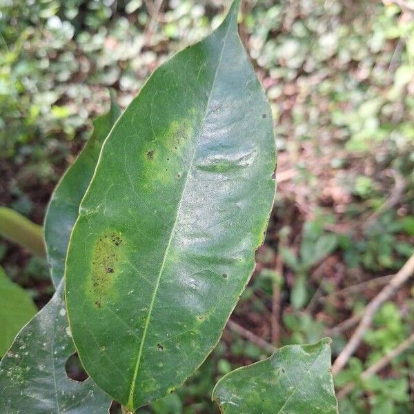 Xylopia aethiopica Blad