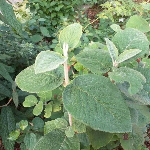 Viburnum lantana ᱥᱟᱠᱟᱢ