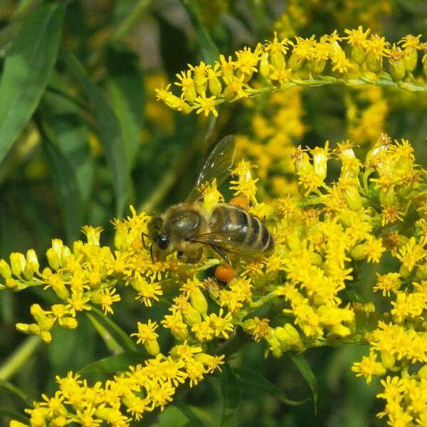 Solidago canadensis Flor