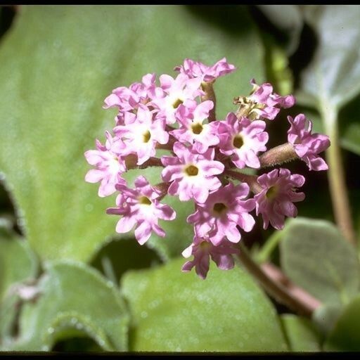 Abronia umbellata Flower