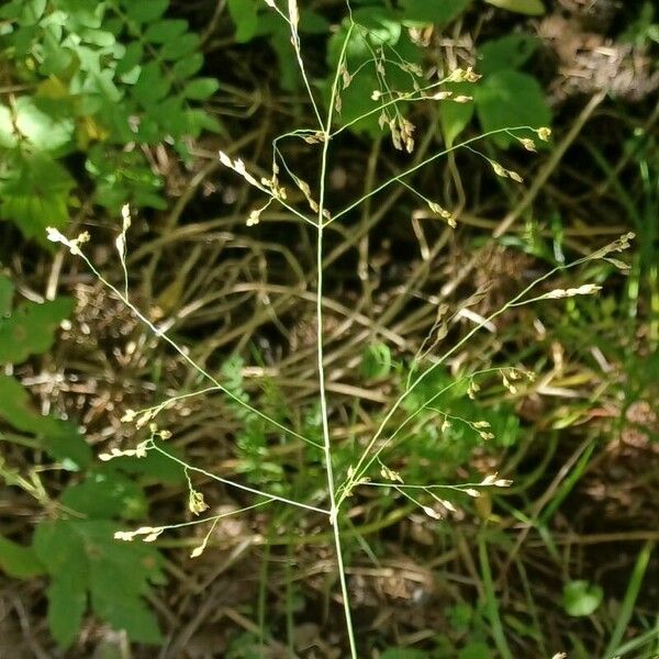 Agrostis scabra Fruto