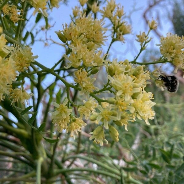 Moringa drouhardii 花