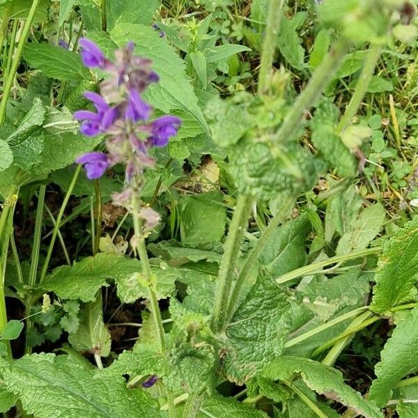 Salvia pratensis Flower