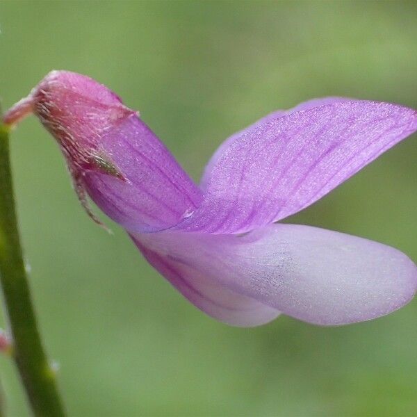 Vicia tenuifolia Flower