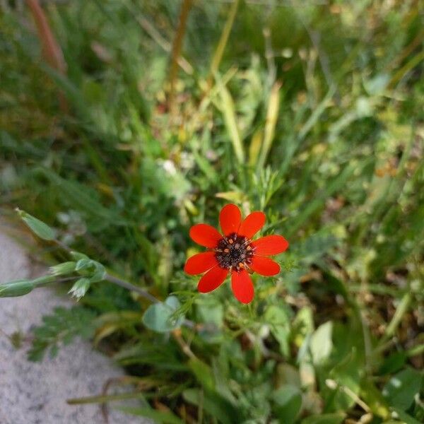 Adonis flammea Flower