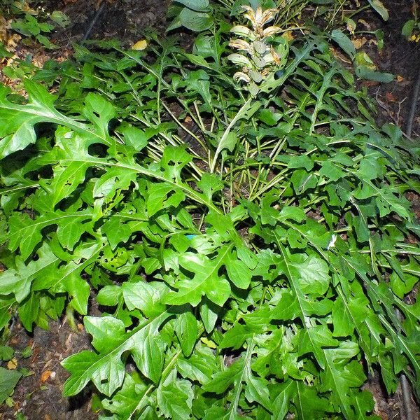 Acanthus hungaricus Habitus