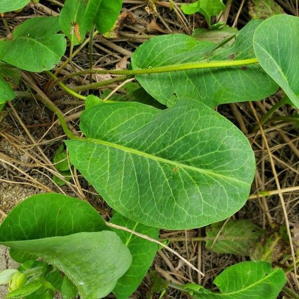 Anemopsis californica Leaf