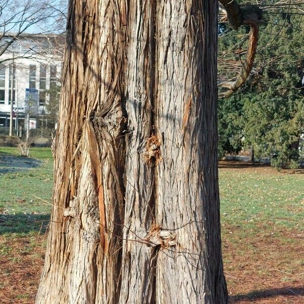 Taxodium distichum ᱪᱷᱟᱹᱞᱤ