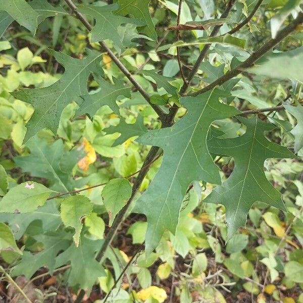 Quercus palustris Bark