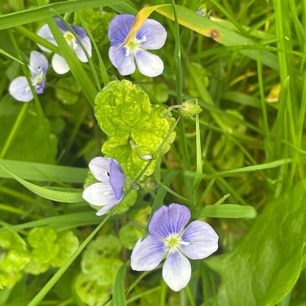 Veronica filiformis Hábito