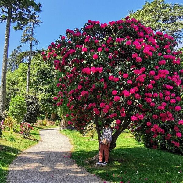 Rhododendron arboreum Habitus