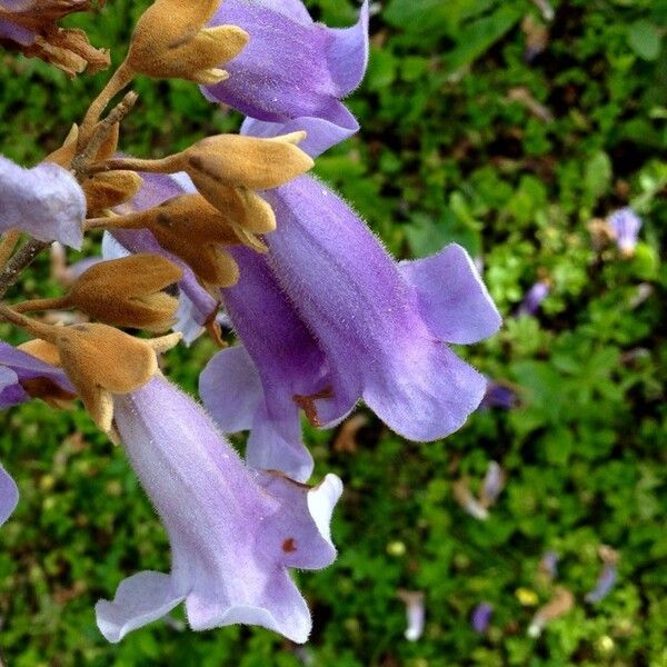 Paulownia tomentosa Blomst