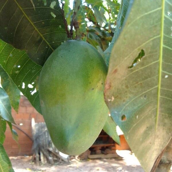 Mangifera indica Blomst