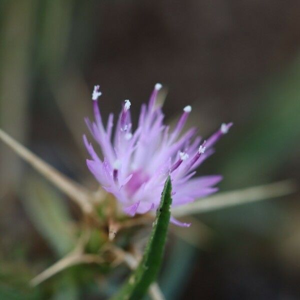 Centaurea calcitrapa 花