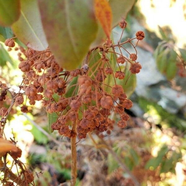 Kalmia angustifolia Fruit