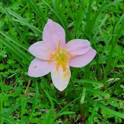 Zephyranthes carinata Flower