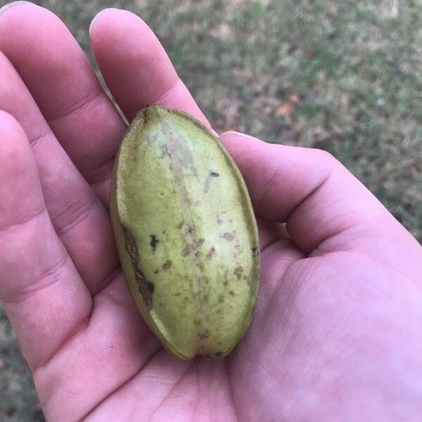 Carya illinoinensis 果