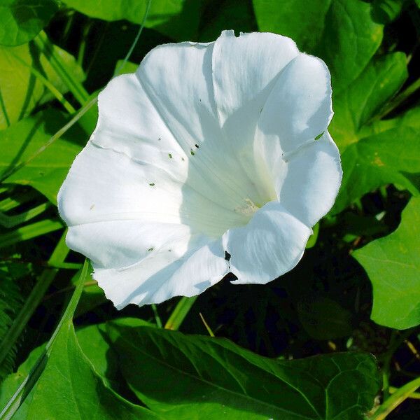 Calystegia sepium Cvet