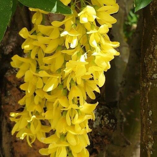 Laburnum alpinum Кветка