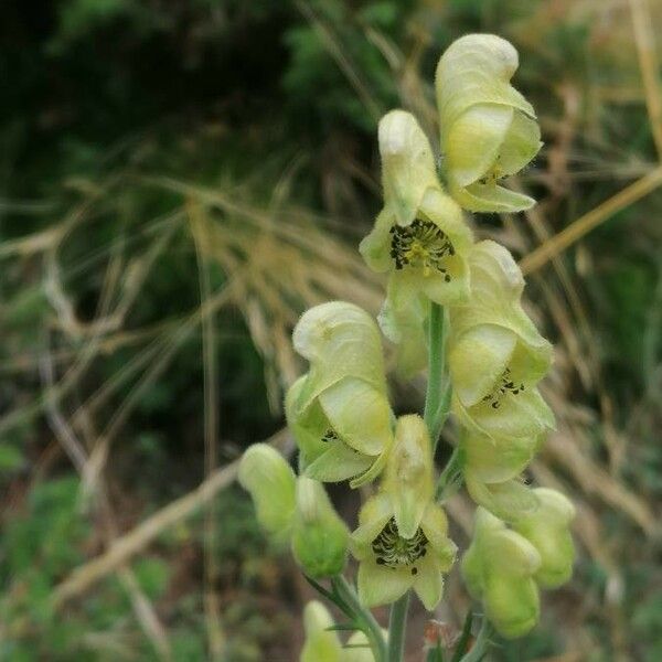 Aconitum anthora Λουλούδι