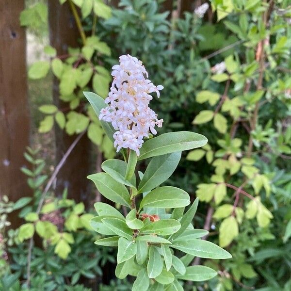 Ligustrum vulgare 叶