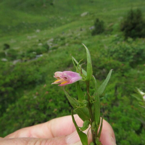 Melampyrum pratense Blad