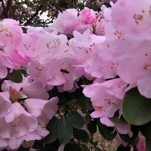 Rhododendron oreodoxa Flower