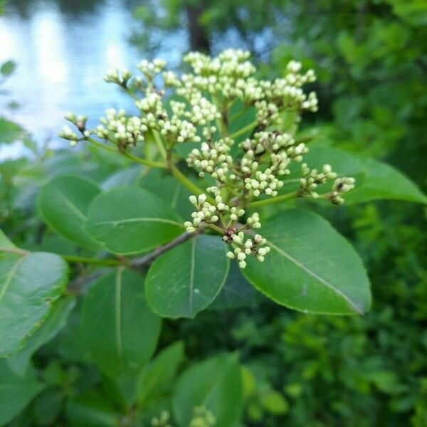 Viburnum nudum Flor