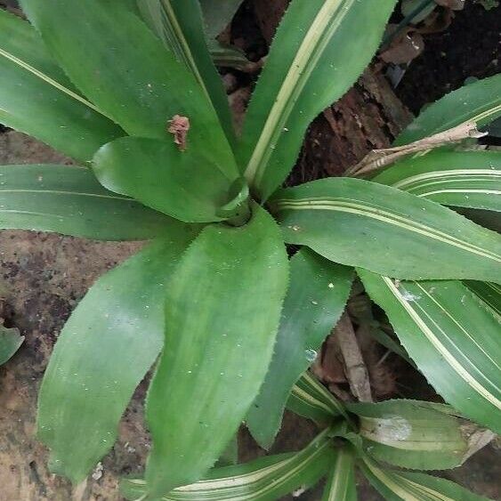 Billbergia pyramidalis Φύλλο