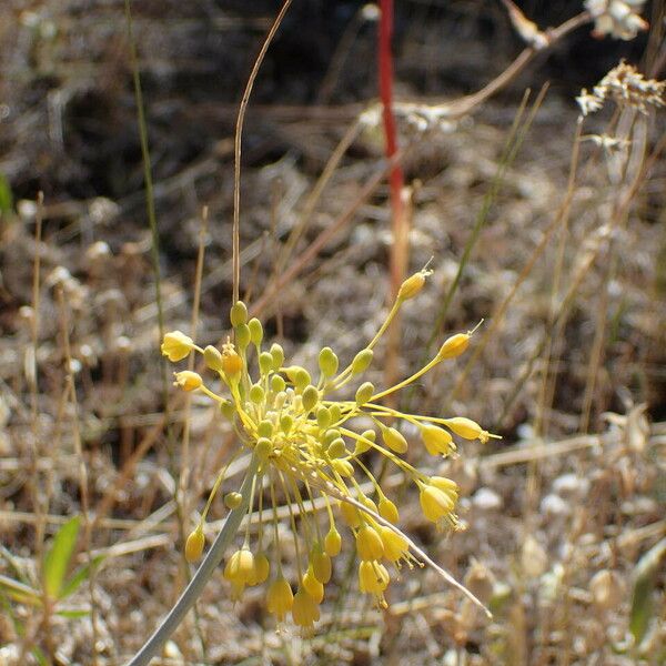 Allium flavum Blüte