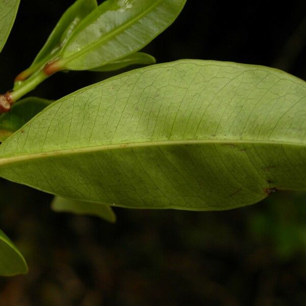Psiloxylon mauritianum Leaf