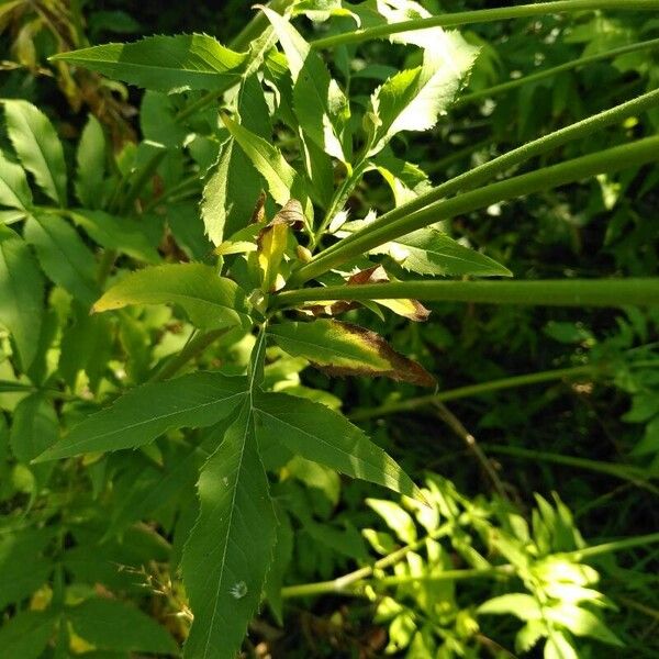 Cephalaria alpina Blatt