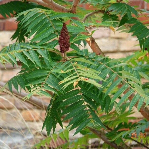 Rhus typhina Blatt