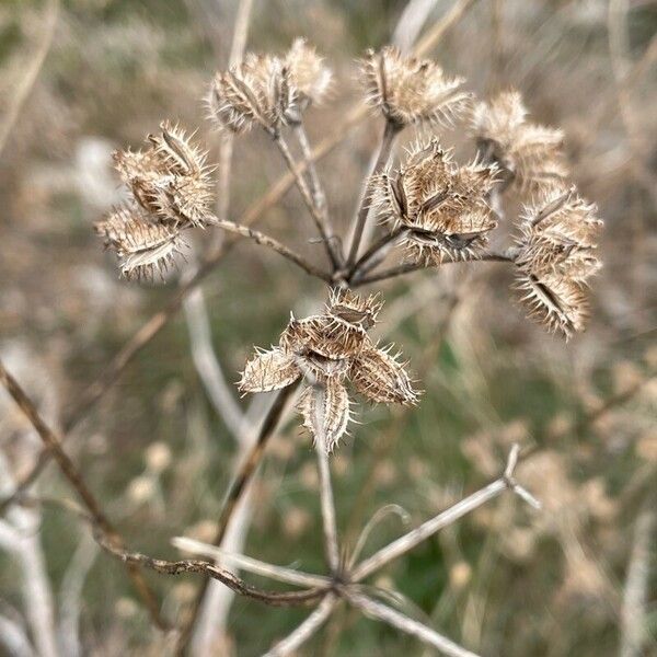 Turgenia latifolia Blomst