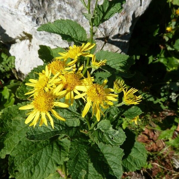 Jacobaea alpina Квітка