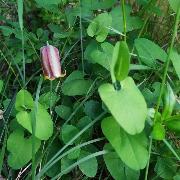 Fritillaria pyrenaica 葉