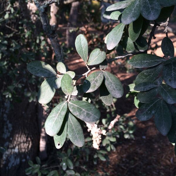 Diospyros texana Flower