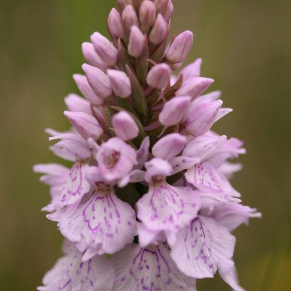 Dactylorhiza maculata Flower