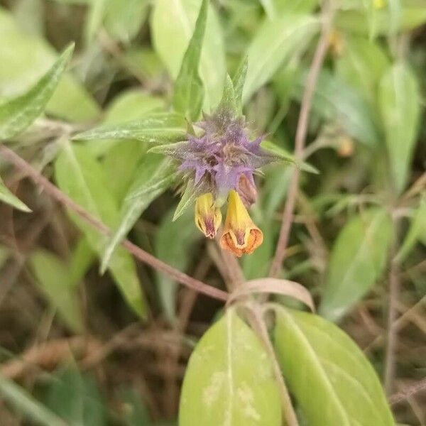 Melampyrum subalpinum Floare