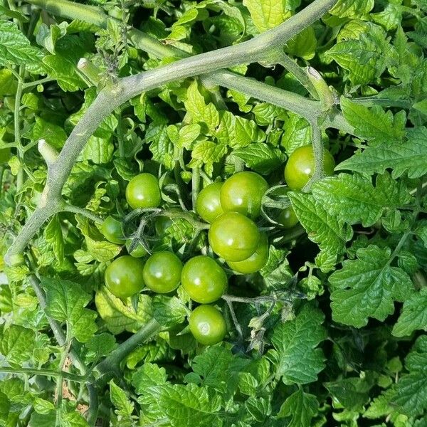 Solanum lycopersicum Frucht