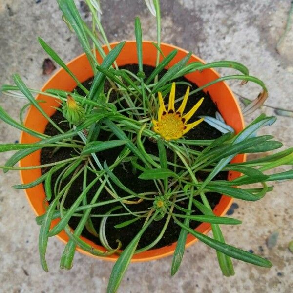 Gazania linearis Blatt