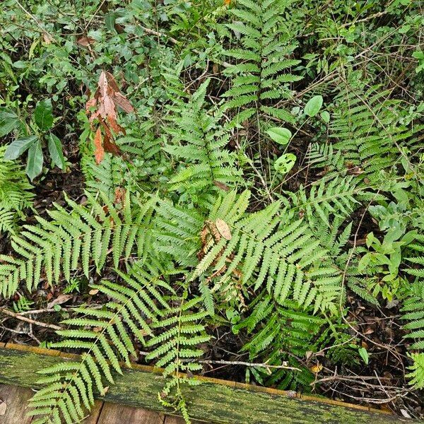 Osmundastrum cinnamomeum Habitus