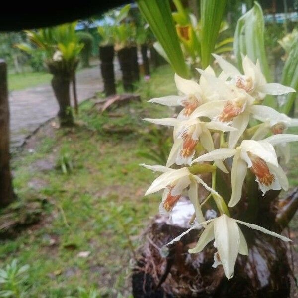 Coelogyne asperata Kwiat