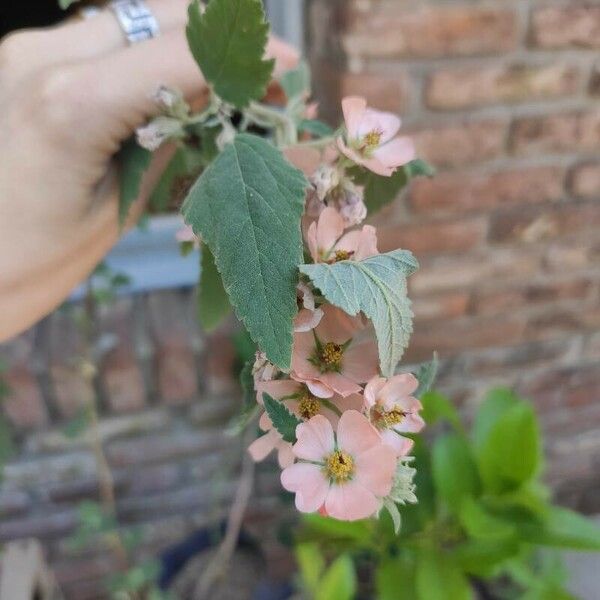 Sphaeralcea bonariensis Λουλούδι