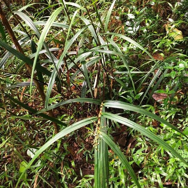 Scleria gaertneri Habit