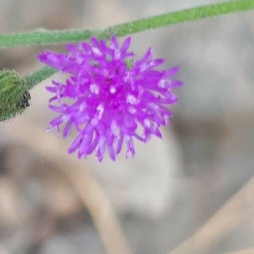 Cyanthillium cinereum Flower