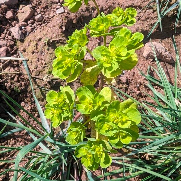 Euphorbia helioscopia Blatt