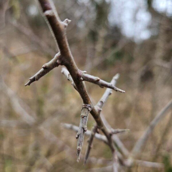 Prunus spinosa Bark