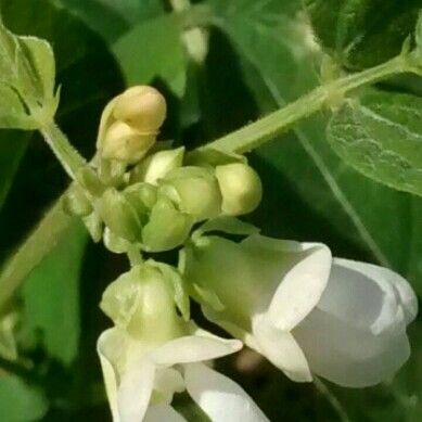 Phaseolus vulgaris പുഷ്പം